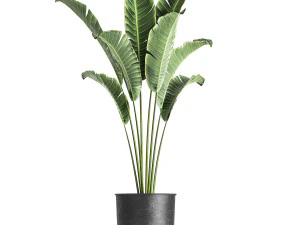 banana palm in a pot for the interior 846 3D Model