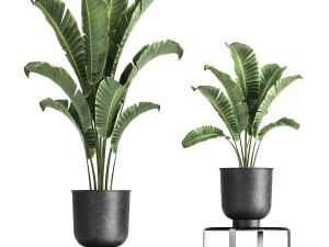 banana palm in a pot for the interior 846 3D Model
