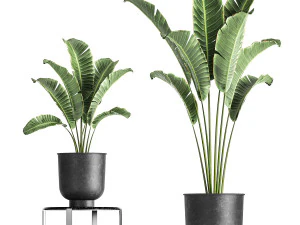 banana palm in a pot for the interior 846 3D Model
