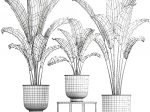 banana palm in a pot for the interior 846 3D मॉडल