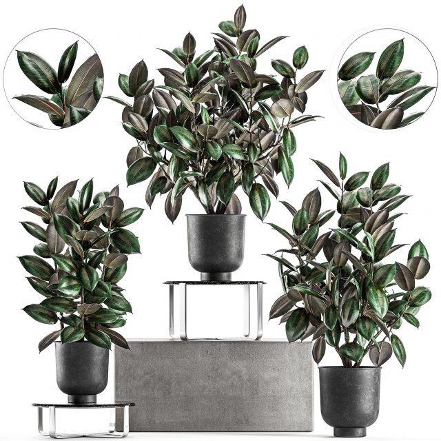 ficus trees in a pot for the interior 847 3D Model .c4d .max .obj .3ds .fbx .stl .blend 