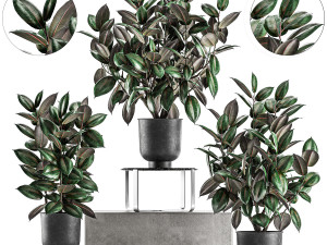 ficus trees in a pot for the interior 847 3D Model