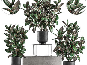 ficus trees in a pot for the interior 847 3D 모델