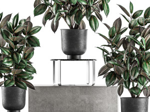 ficus trees in a pot for the interior 847 3D Model