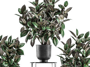 ficus trees in a pot for the interior 847 3D Model