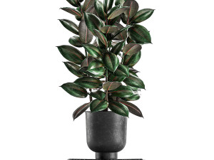 ficus trees in a pot for the interior 847 3D Model