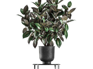 ficus trees in a pot for the interior 847 3D Model
