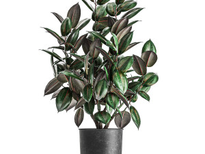 ficus trees in a pot for the interior 847 3D Model