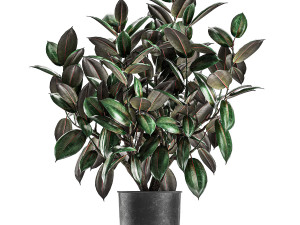ficus trees in a pot for the interior 847 3D Model