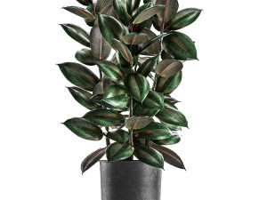 ficus trees in a pot for the interior 847 3D Model