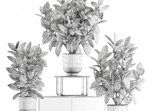 ficus trees in a pot for the interior 847 3D Model