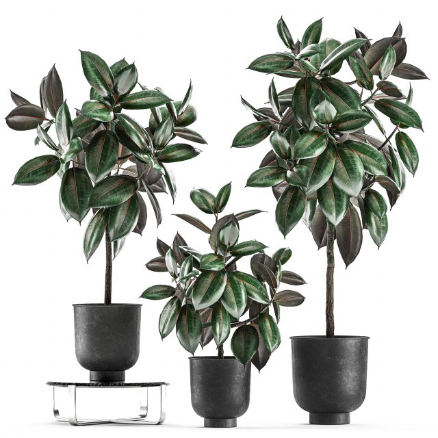 ficus trees in a pot for the interior 848 3D मॉडल .c4d .max .obj .3ds .fbx .stl .blend 