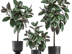 ficus trees in a pot for the interior 848 3D Модель