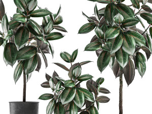 ficus trees in a pot for the interior 848 3D मॉडल