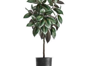 ficus trees in a pot for the interior 848 3D मॉडल