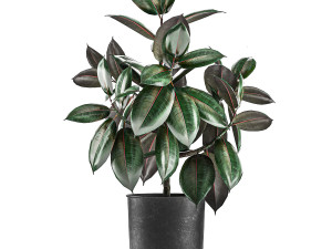 ficus trees in a pot for the interior 848 3D मॉडल