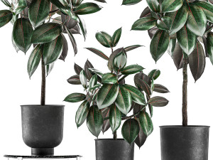 ficus trees in a pot for the interior 848 3D मॉडल