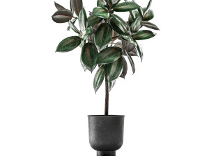 ficus trees in a pot for the interior 848 3D मॉडल