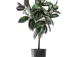 ficus trees in a pot for the interior 848 3D मॉडल