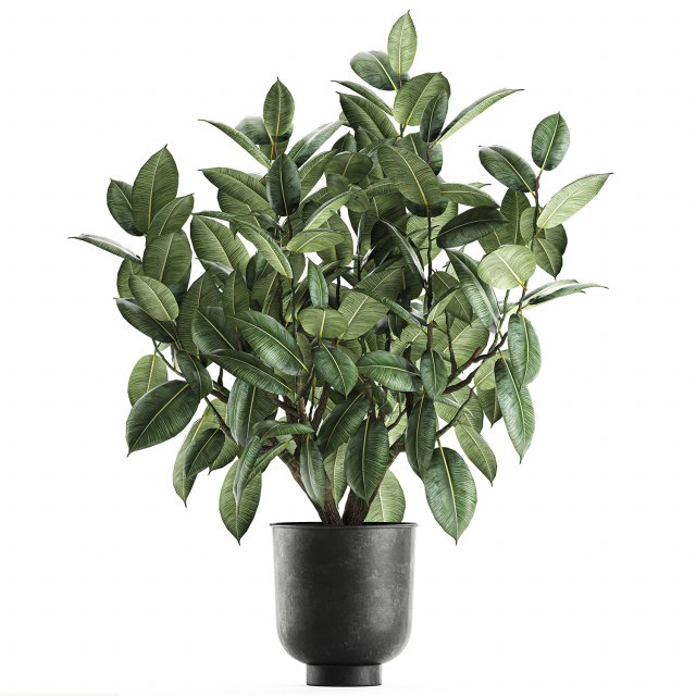 ficus tree in a pot for the interior 849 Modelo 3D .c4d .max .obj .3ds .fbx .stl .blend 