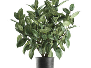 ficus tree in a pot for the interior 849 Model 3D