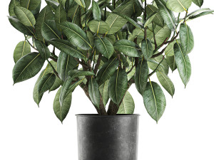 ficus tree in a pot for the interior 849 Modelo 3D