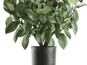 ficus tree in a pot for the interior 849 3D Model