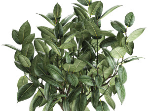 ficus tree in a pot for the interior 849 Modelo 3D