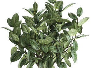 ficus tree in a pot for the interior 849 3D Model