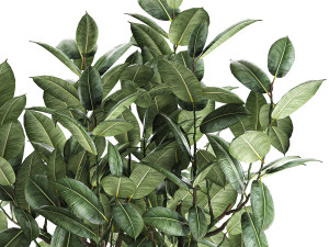 ficus tree in a pot for the interior 849 Modelo 3D