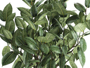 ficus tree in a pot for the interior 849 3D Model
