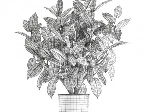 ficus tree in a pot for the interior 849 3D Model