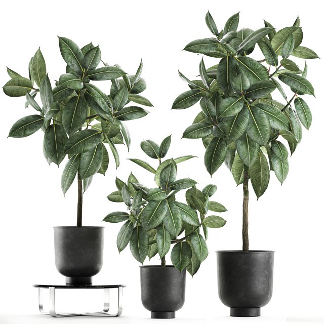 ficus trees in a pot for the interior 850 3D Model .c4d .max .obj .3ds .fbx .stl .blend 