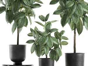 ficus trees in a pot for the interior 850 3D Model