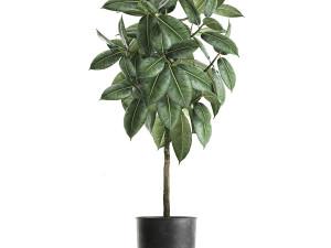 ficus trees in a pot for the interior 850 3D Model