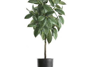 ficus trees in a pot for the interior 850 3D Model