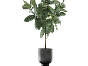 ficus trees in a pot for the interior 850 3D Model