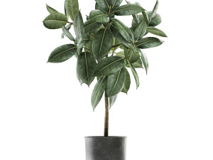 ficus trees in a pot for the interior 850 3D Model