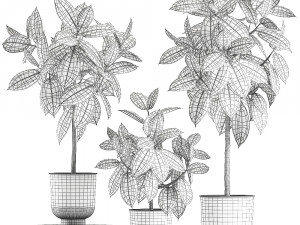 ficus trees in a pot for the interior 850 3D Model