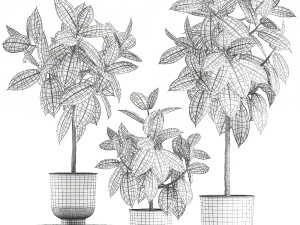 ficus trees in a pot for the interior 850 3D Model