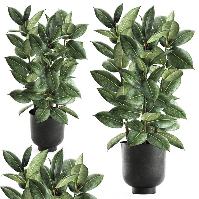 ficus tree in a pot for the interior 851 Modello 3D .c4d .max .obj .3ds .fbx .stl .blend 
