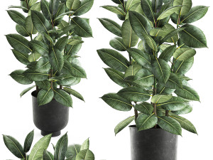 ficus tree in a pot for the interior 851 3D Model