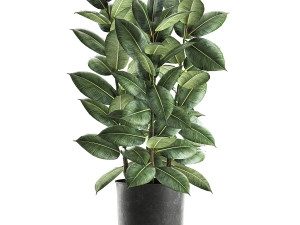 ficus tree in a pot for the interior 851 Modello 3D
