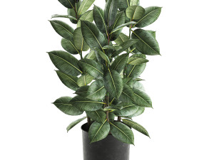 ficus tree in a pot for the interior 851 Modello 3D