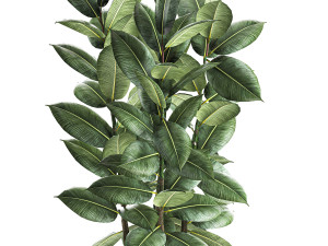 ficus tree in a pot for the interior 851 Modello 3D