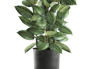 ficus tree in a pot for the interior 851 Modello 3D
