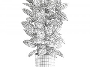 ficus tree in a pot for the interior 851 Modello 3D