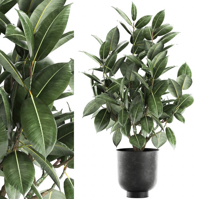 ficus tree in a pot for the interior 851 Modello 3D .c4d .max .obj .3ds .fbx .stl .blend