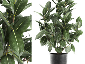 ficus tree in a pot for the interior 851 3D मॉडल
