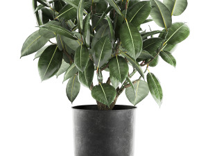 ficus tree in a pot for the interior 851 Modello 3D
